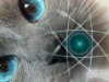 gatto_quantistica_light