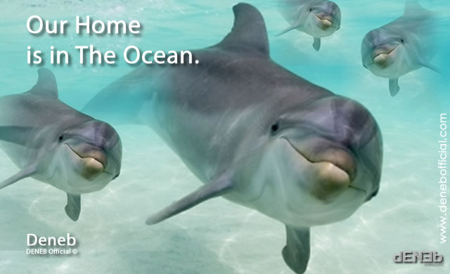 deneb_dolphins_home