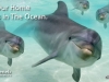 deneb_dolphins_home