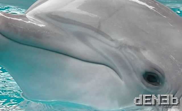 Dolphin Assisted Fishing! - Interazione e complicità tra delfini e umani durante la pesca!