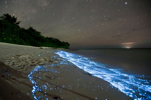Sea of Stars: Glowing Blue Waves Explained - Un mare di stelle: il fenomeno della bioluminescenza