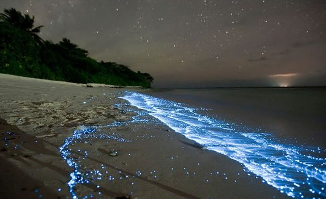 Sea of Stars: Glowing Blue Waves Explained - Un mare di stelle: il fenomeno della bioluminescenza