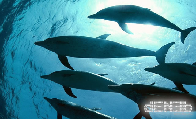 Test decodes dolphins’ math skills - I delfini: intelligenza matematica!