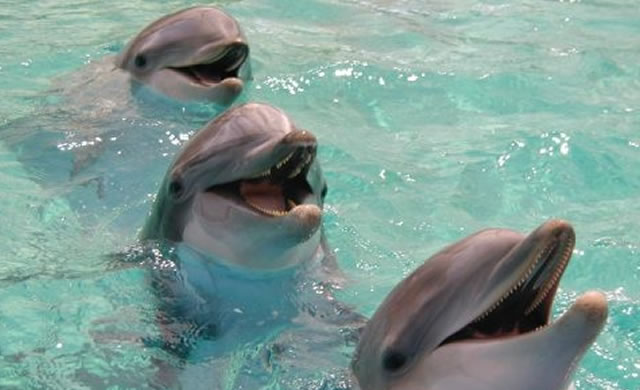 Dolphins say hello with signature tunes - I delfini si salutano con un particolare suono