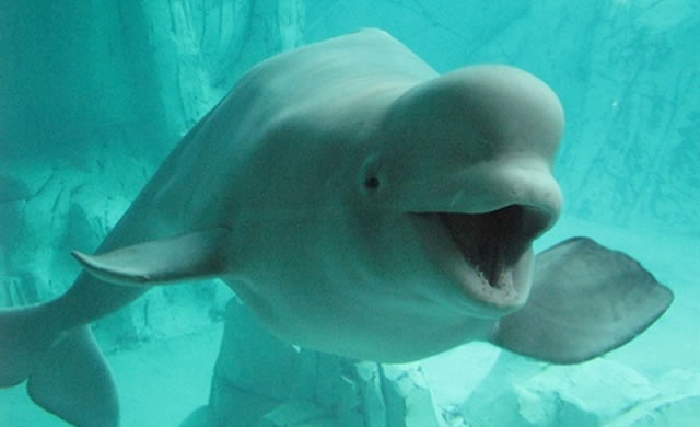 L'azione spontanea di un cetaceo nell'imitare il linguaggio umano - Spontaneous human speech mimicry by a cetacean