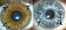 Scienziati scoprono che gli occhi sono veramente "la finestra dell'Anima" - Scientists discover that eyes really are 'the window to the soul' Scienziati scoprono che gli occhi sono veramente "la finestra dell'Anima" - Scientists discover that eyes really are 'the window to the soul'