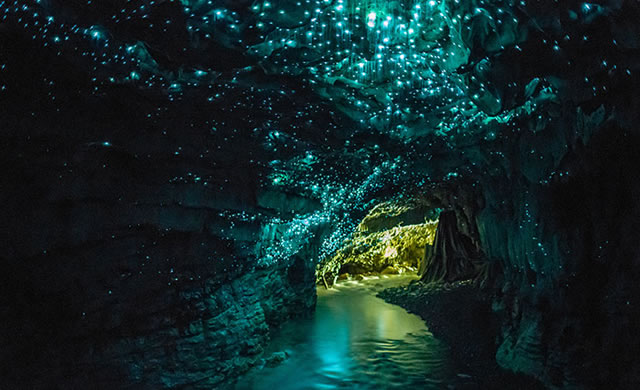 La Bellezza del Pianeta Terra: Nuova Zelanda, le Grotte Bioluminescenti - The Beauty of Planet Earth: New Zealand's Glowworm Caves 