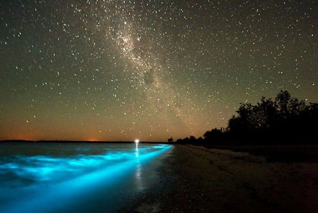 La Bellezza del Pianeta Terra: Stelle e Bioluminescenza - The Beauty of Planet Earth: Stars and Bioluminescence