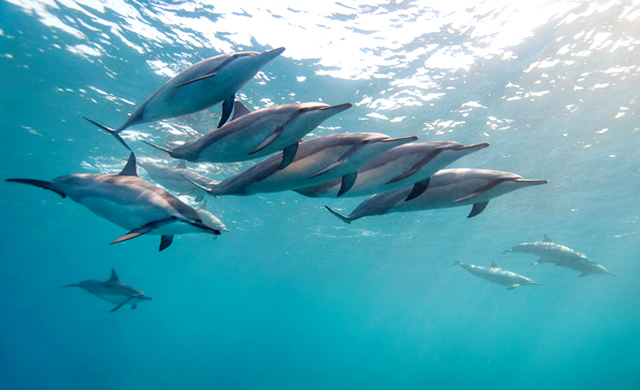 Studio: I Delfini Risolvono i Problemi come gli Umani - Study: Dolphins can problem solve like Humans