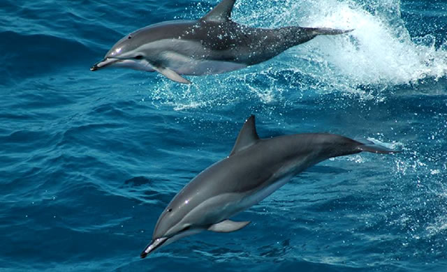 Uno Studio rivela nuove Specie di Delfini prodotte da Ibridazione Naturale - Study discovers natural hybridization produced dolphin species