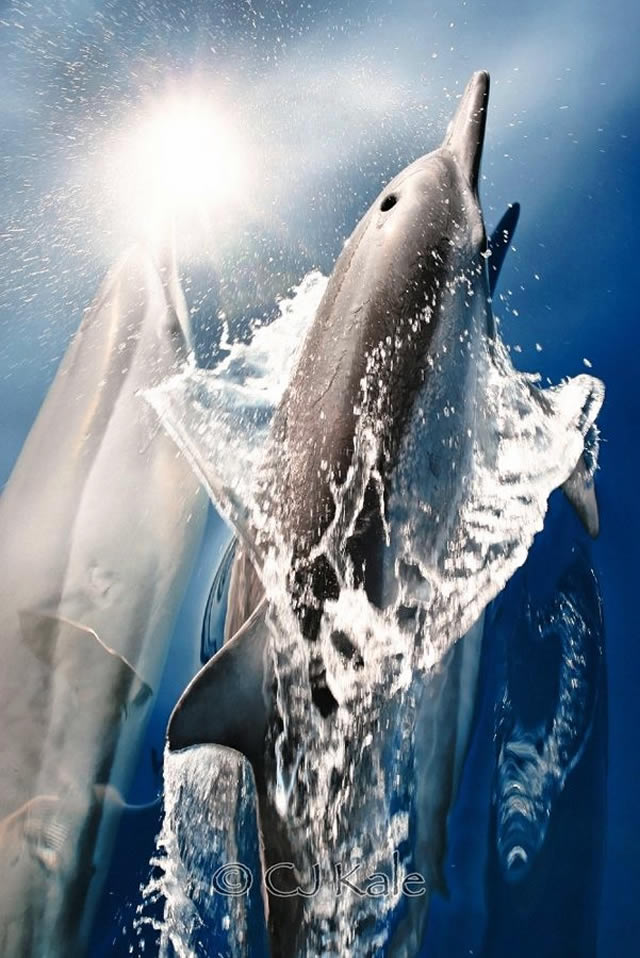 Dolphin Starburst 