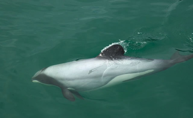 Hector's dolphin 