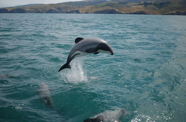 I Delfini di Maui prossimi all'estinzione se non agiamo subito - Maui's dolphin faces extinction unless action is taken now