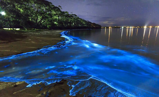 Bioluminescenza: Stelle ovunque! - Bioluminescence: Stars Everywhere! 