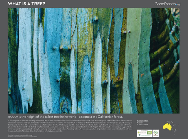 Pianeta Terra: Le Foreste e l'Uomo - Planet Earth: Of Forests and Men 