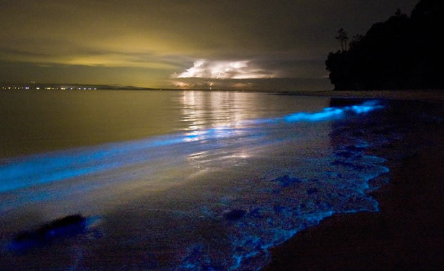 Bioluminescenza: Stelle ovunque! - Bioluminescence: Stars Everywhere! 