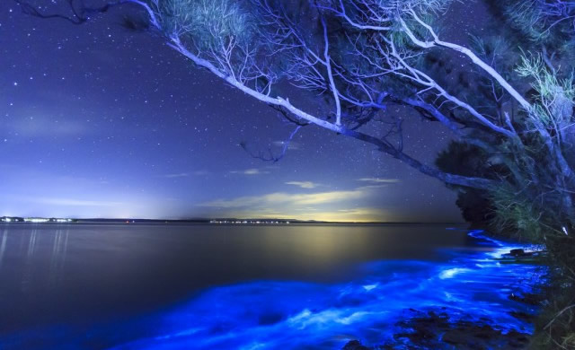 Bioluminescenza: Stelle ovunque! - Bioluminescence: Stars Everywhere! 