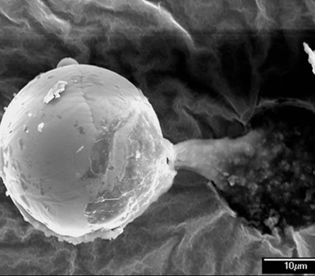 Un "seme" mandato sulla Terra da Alieni? Scienziati Scoprono Misterioso Organismo - A "seed" Sent to Earth by Aliens? Scientists discover mysterious organism