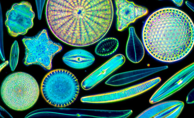 diatomee - diatoms